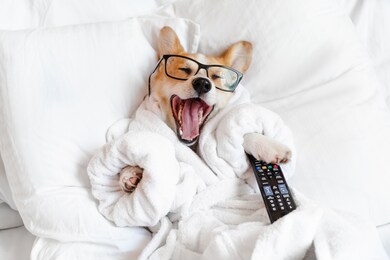funny corgi dog in glasses laying in bed, yawning, smiling, watching tv, feeling bored and relaxed in a day off 