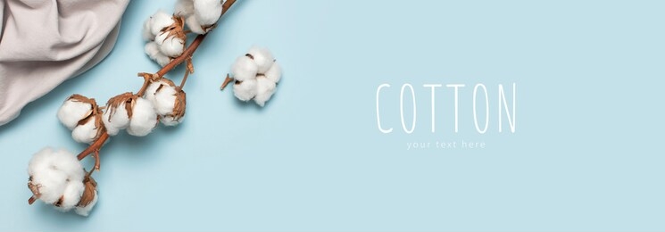 flat lay beautiful cotton branch and gray natural cotton fabric on blue background top view copy space. delicate white cotton flowers. light color cotton background. eco textiles