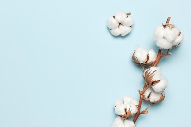 flat lay beautiful cotton branch on blue background top view copy space. delicate white cotton flowers. light color cotton background. cotton production
