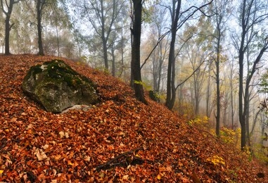 autumn forest. morning in a mysterious forest