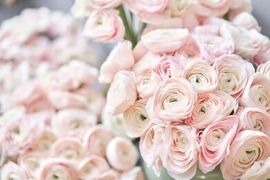 spring background, flower wallpaper. persian buttercup. bunch pale pink ranunculus flowers on light gray background. glass vase on vintage wooden table. wallpaper