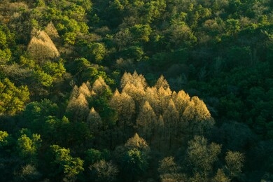 tree forest in magic hour.