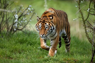 sumatran tiger, panthera tigris sumatrae, adult standing on grass 