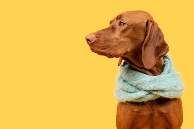 beautiful hungarian vizsla dog wearing scarf side view studio portrait. dog sitting and looking to the side over bright yellow background.