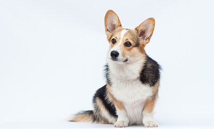 welsh corgi puppy sitting on a white background