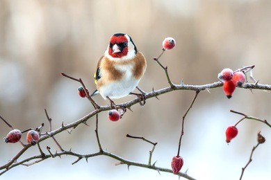 european goldfinch with frozen red rose hips.