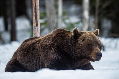 adult male of brown bear lies in the snow in winter forest at night twilight. big adult male of brown bear, scientific name: ursus arctos. natural habitat.