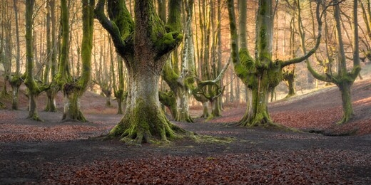 strange and beautiful trees in the otzarreta forest in the gorbeiako national park in spain