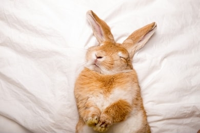 funny rabbit sleeps on white blanket in the bed. easter surprise 