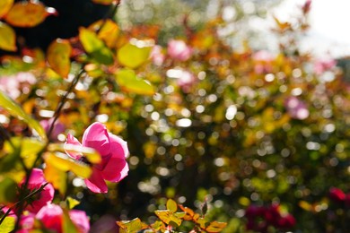 pink rose flowers are blooming under sun lights. 