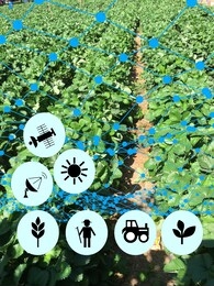 strawberry farm new agricultural concepts, smart farms
digital agriculture