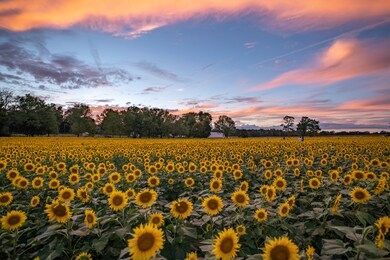 dusk on a sunflower field in late summer. 