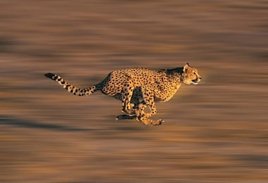 cheetah acinonyx jubatus, adult running through savannah  