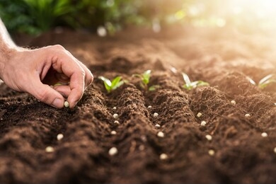 farmer's hand planting seeds in soil in rows