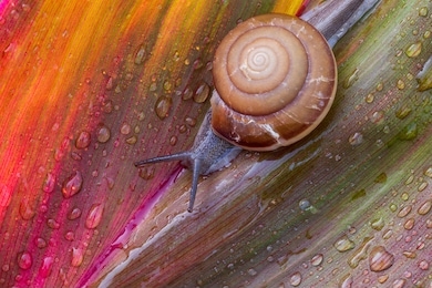 small brown snail on green leaf,snail crawling on leaf,abstract drops of water on flower leaf,africa, thailand, animal, animal shell, animal wildlife