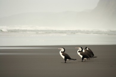 three australian pied cormorants