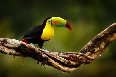 tropic bird from guatemala. keel-billed toucan, ramphastos sulfuratus, bird with big bill sitting on branch in the forest. nature travel in central america. beautiful bird in nature habita