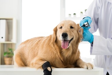 close up veterinarian's hand is checking up the happy dog's ears with otoscope in the veterinary clinic, concept of health care and illness of pet animal.