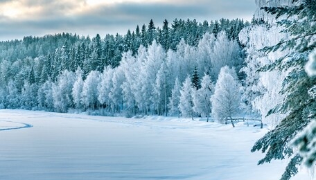 winter forest edge at frozen river: typical northern sweden landscape - birch and spruce tree covered by hoarfrost - very cold day, lappland, sweden