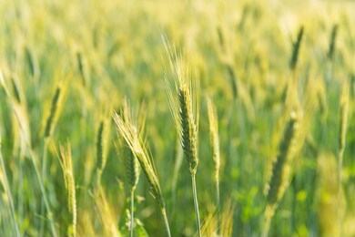 ripe grain in the field outdoor