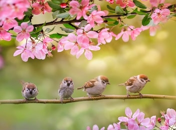 natural background with birds, sitting on branches with pink apple blossom in spring in may sunny garden
