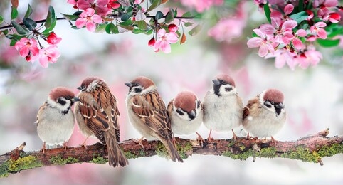 natural background with birds sitting on branches with pink apple blossoms in the spring may sunny garden