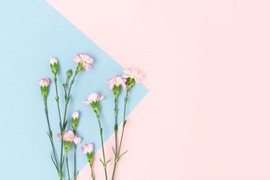 carnation flowers on a pink and blue pastel background. floral composition with place for text.