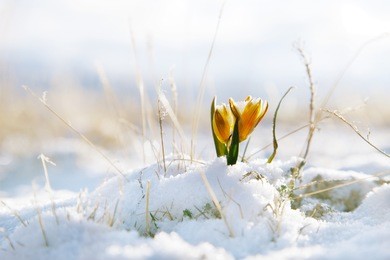 nice snowdrop in high mountain valley with snow, super macro