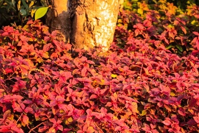 picture of red leaves there is a soft sunlight to hit. looks is a wallpaper that nature has given during the autumn leaves.
