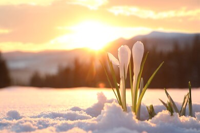 beautiful crocuses growing through snow, space for text. first spring flowers