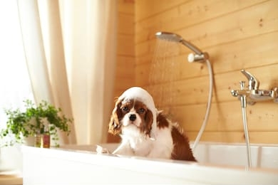 puppy washes in the bathroom. the dog has foam on his head. cavalier king charles spaniel. shower water is pouring. a look at nkas.