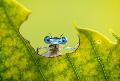 cool funny macro image of a dragonfly on a leaf. natural background and close up portrait of dragonfly with big eyes.
