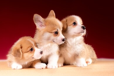 cute small corgi puppy in studio on red background