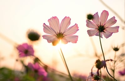 macro of pink cosmos in backlight at sunset_