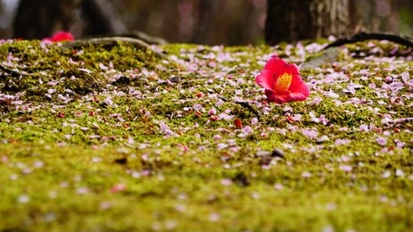 red camellia and plum tree, kyoto, japan