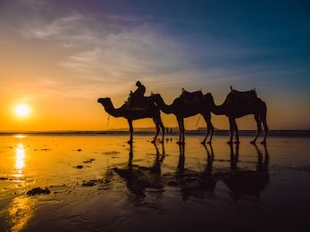 a golden sunset on cable beach featuring the famous broome camel ride.