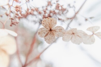 winter buds in the mountains
