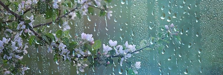spring flowers rain drops, abstract blurred background flowers fresh rain