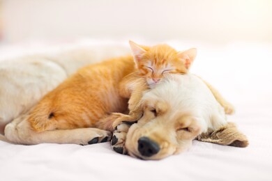 cat and dog sleeping together. kitten and puppy taking nap. home pets. animal care. love and friendship. domestic animals.