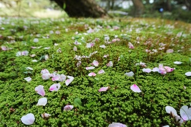 sakura pedals fallen on mossy ground