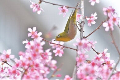 japanese landscape(cherry blossoms in full bloom & a bird with beautiful green wings)