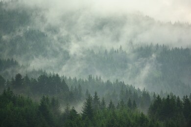 the pine forest in the valley in the foggy morning fresh atmosphere of green.