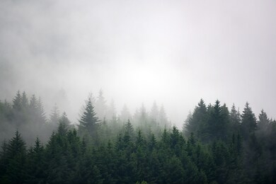 the pine forest in the valley in the morning is very foggy, the atmosphere looks scary. dark tone and vintage image.