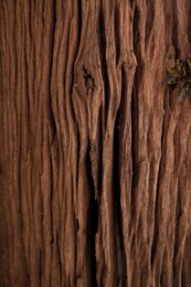 beautiful brown wood wall texture with natural patterns backgroud