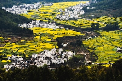rapeseed field with with blue sky. yellow flowering rape plant. source of nectar for honey. raw material for animal feed, rapeseed oil and bio fuel.