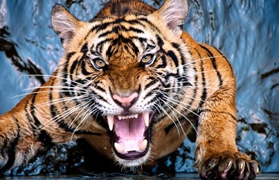 a tiger is angry and shows its fangs