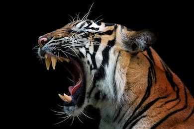 angry face of sumatran tiger, animal angry, head of tiger sumatera closeup with black background 