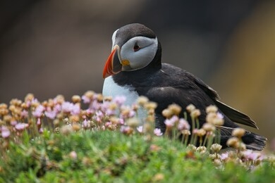 close-up of a puffin, atlantic puffin, puffin, fratercula artica, artic black and white cute bird with red bill sitting on the rock, sea bird from iceland. cute bird on the rock cliff