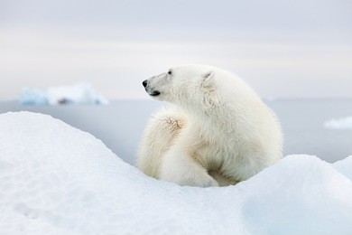 polar bear at svalbard