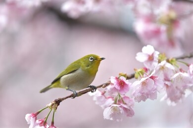 cherry blossoms in full bloom and cute green bird